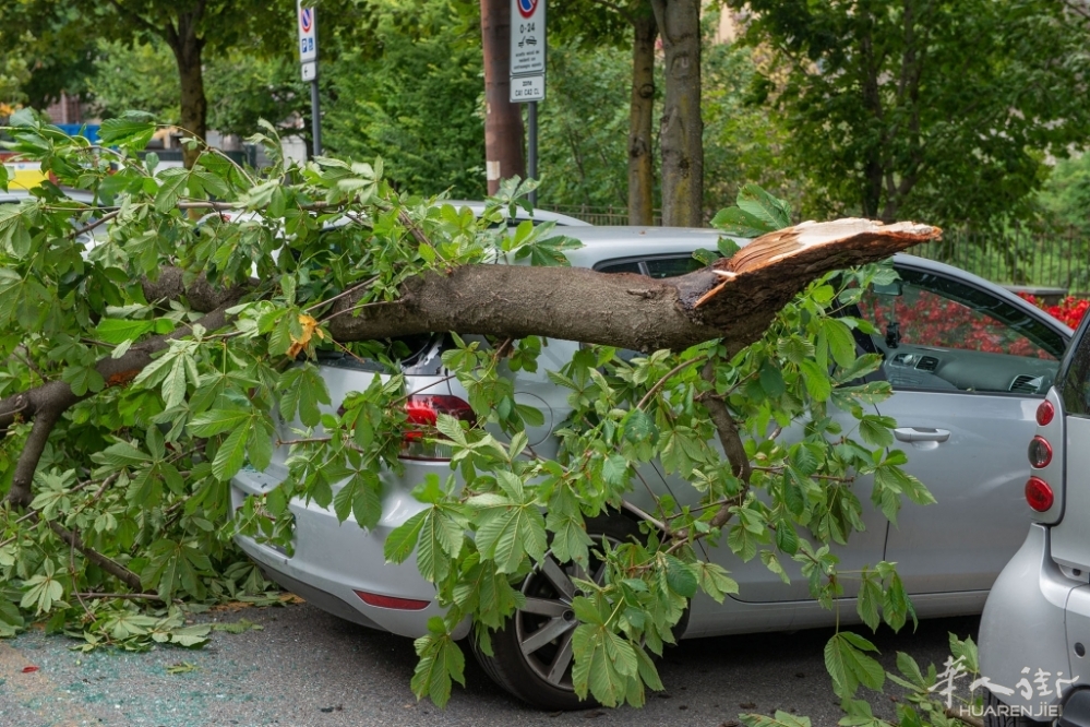 albero-auto.jpg article_img