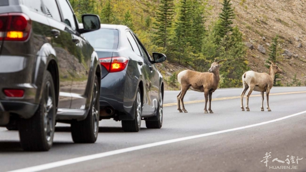 27-incidente-con-animale-selvatico.jpg 27-incidente-con-animale-selvatico.jpg