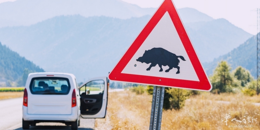 Incidenti-stradali-causati-dalla-fauna-selvatica-chi-paga-i-danni.jpg Incidenti-stradali-causati-dalla-fauna-selvatica-chi-paga-i-danni.jpg